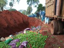 Destruyen productos frutihortícolas de procedencia brasileña