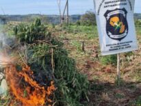 Destruyen varias plantaciones de marihuana en la Reserva Cerrito de Itapúa