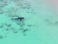 Un niño perdió parte de una pierna tras ataque de tiburón en Florida