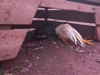 Rescatan a gallos de riña en Alto Paraná