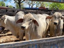 Retienen 19 toros que habrían ingresado de manera ilegal desde Brasil