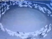 Ovejas caminando en círculo desde hace 14 días y nadie sabe porqué: “Están sanas”