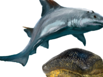 Colombia descubre especie de tiburón extinta hace millones de años