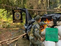 Desmontan campamento narco en Morombí y destruyen 1,4 toneladas de marihuana