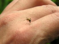 Reportan considerable aumento de casos de chikungunya y dengue