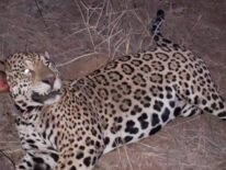 Presentan denuncia por caza ilegal de jaguareté en Boquerón