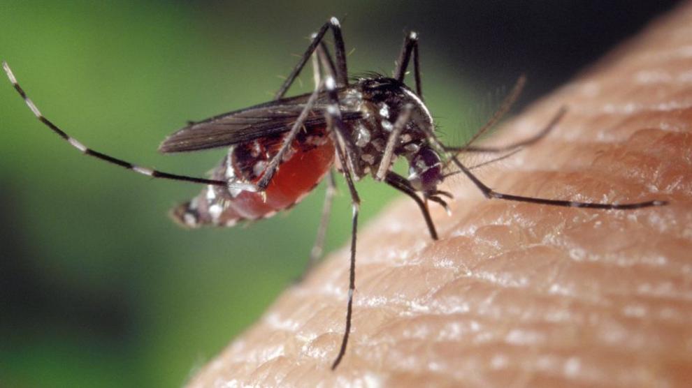 Qué es el “super mosquito” y por qué es de mucho cuidado