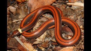 Descubren una nueva especie de serpiente subterránea en Paraguay