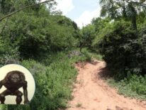 Niña, ¿raptada por el Pombero?: “Sintió la presencia de una persona peluda y oscura”