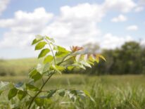 Reforestan bosques del Ybytyruzú con 200.000 árboles