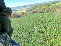 Operativo concluye con casi 1.000 toneladas de marihuana sacadas de circulación